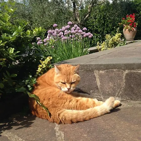 Inn Rome B&B Bed and Breakfast